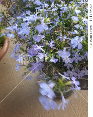 blue flower blue flower 141476002
