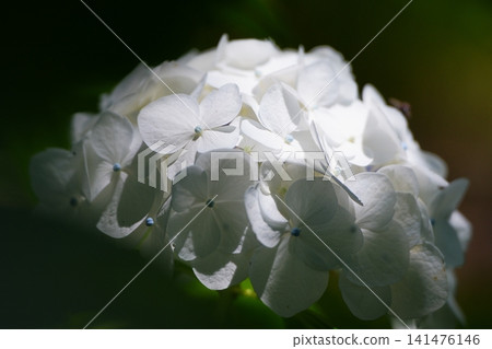 白色繡球花 白色繡球花 141476146