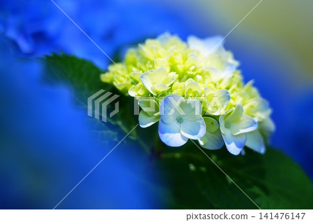 繡球 繡球 141476147