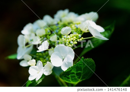 白色Hakuji繡球花 白色Hakuji繡球花 141476148