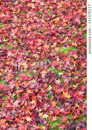 Kyoto, Hogon-in Temple, Shishiku Garden: Beautiful autumn foliage and fallen maple leaves (Ukyo-ku, Kyoto City, Kyoto Prefecture) Kyoto, Hogon-in Temple, Shishiku Garden: Beautiful autumn foliage and fallen maple leaves (Ukyo-ku, Kyoto City, Kyoto Prefecture) 141476217