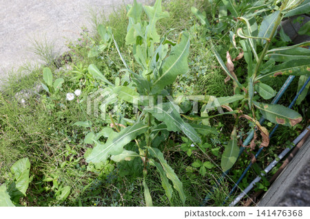 雜草、植物、草、綠色、葉子、野草、除草劑、戶外、割草、除草、夏季 雜草、植物、草、綠色、葉子、野草、除草劑、戶外、割草、除草、夏季 141476368