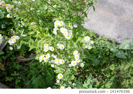 雜草、植物、草、綠色、葉子、野草、除草劑、戶外、割草、除草、夏季 雜草、植物、草、綠色、葉子、野草、除草劑、戶外、割草、除草、夏季 141476396