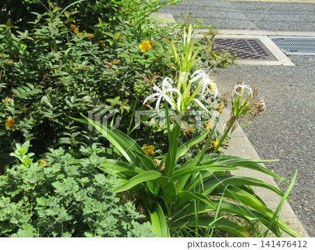 White pretty Hamayu flower White pretty Hamayu flower 141476412