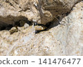 Close-up of barnacles growing in the crevices of rocks. 141476477