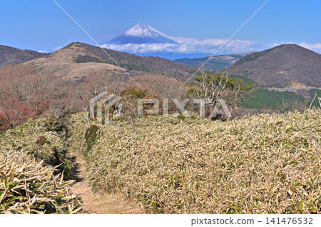 View from the high ground of the bamboo grass field at Kazehaya Pass on the Izu Mountain Ridge Trail of the Izu Peninsula: Mt. Fuji and Mt. Tamashii View from the high ground of the bamboo grass field at Kazehaya Pass on the Izu Mountain Ridge Trail of the Izu Peninsula: Mt. Fuji and Mt. Tamashii 141476532