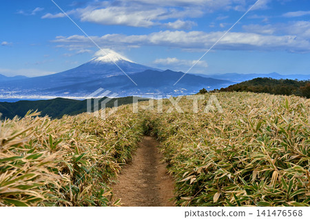 Mount Fuji in midwinter looms beyond the bamboo grass-covered hiking trail on Mount Daruma on the Izu mountain ridge trail of the Izu Peninsula. Mount Fuji in midwinter looms beyond the bamboo grass-covered hiking trail on Mount Daruma on the Izu mountain ridge trail of the Izu Peninsula. 141476568
