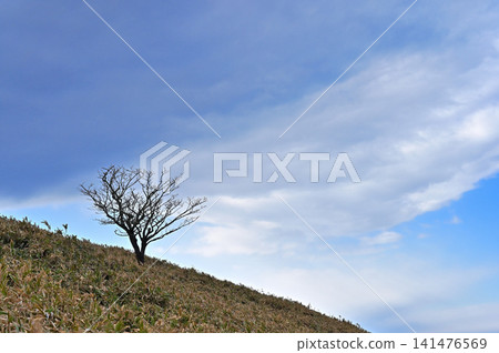 A single bare tree stands in the winter-bare bamboo grass field of Daruma Mountain on the Izu Mountain Ridge Trail of the Izu Peninsula. A single bare tree stands in the winter-bare bamboo grass field of Daruma Mountain on the Izu Mountain Ridge Trail of the Izu Peninsula. 141476569