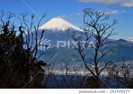 從伊豆半島伊豆山嶺步道上的達摩山高原眺望富士山 從伊豆半島伊豆山嶺步道上的達摩山高原眺望富士山 141476577