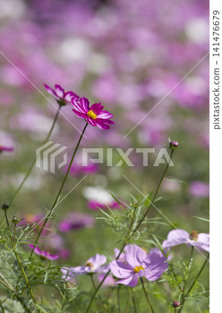 波斯菊在波斯菊領域盛開。 波斯菊在波斯菊領域盛開。 141476679