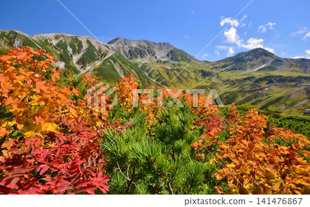 賴鳥澤和立山山脈的秋葉 賴鳥澤和立山山脈的秋葉 141476867
