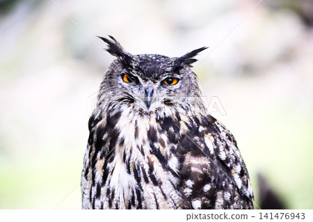 The Long-eared Owl The Long-eared Owl 141476943