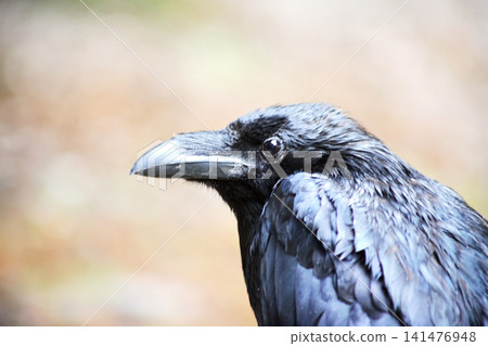 The Wise Old Raven The Wise Old Raven 141476948