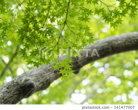 充滿活力的夏日綠色楓葉 充滿活力的夏日綠色楓葉 141477007