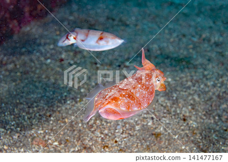 我愛魷魚② 141477167