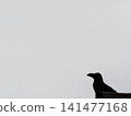 A crow looking at something 141477168