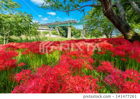 JR Hachiko Line and spider lilies JR Hachiko Line and spider lilies 141477261