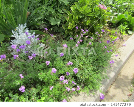 紫花馬鞭草和銀菊 紫花馬鞭草和銀菊 141477279