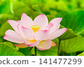 Lotus flower in full bloom 141477299