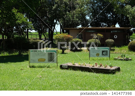 塔諾遺址的解說牌和木棺墓及其他遺蹟的重建展品。 塔諾遺址的解說牌和木棺墓及其他遺蹟的重建展品。 141477398