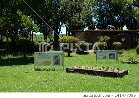 塔諾遺址的陶罐墓葬和其他特徵的說明牌和重建展品。 塔諾遺址的陶罐墓葬和其他特徵的說明牌和重建展品。 141477399