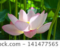 Lotus flower 141477565