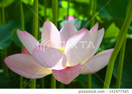 Lotus flower Lotus flower 141477565