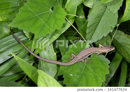 Cana snake Cana snake 141477634