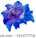 Rose flower  on white isolated background with clipping path. Closeup. For design. Nature. 141477756