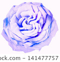 Purple   rose flower  on  white   isolated background with clipping path. Closeup. For design. Nature. 141477757