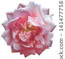 Light pink  rose flower  on white isolated background. Closeup. For design. Nature. 141477758