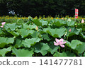 Lotus flower and sunflower 141477781