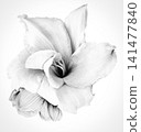 Lily  flower  on white isolated background with clipping path.  Closeup. For design. View from above.  Nature. 141477840