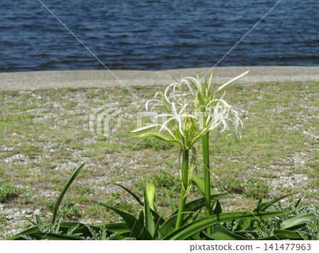 White flowers of the Crinum lily on Kemigawahama beach White flowers of the Crinum lily on Kemigawahama beach 141477963