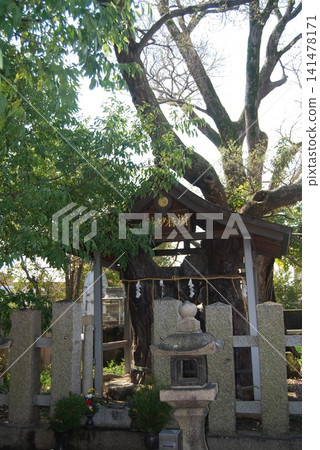 The sacred hackberry tree at Daishogunji Temple The sacred hackberry tree at Daishogunji Temple 141478171