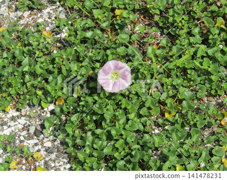 凱米加瓦濱海灘上的粉紅色牽牛花 凱米加瓦濱海灘上的粉紅色牽牛花 141478231