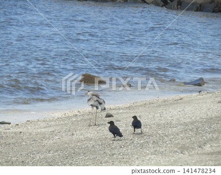 A gray heron that came to the beach pond of Inage Seaside Park A gray heron that came to the beach pond of Inage Seaside Park 141478234