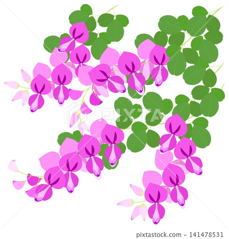Illustration of the seven autumn flowers - bush clover Illustration of the seven autumn flowers - bush clover 141478531