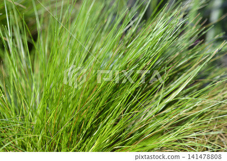 Wavy Hair Grass AmiLime Wavy Hair Grass AmiLime 141478808