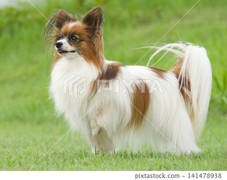 Papillon Outdoor Portrait Papillon Outdoor Portrait 141478938