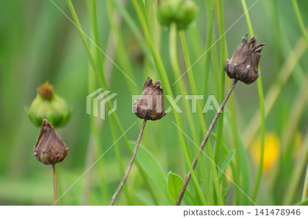 The fruit of Coreopsis lanceolata The fruit of Coreopsis lanceolata 141478946