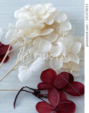 Baby pink and wine red hydrangea preserved flowers 07 Baby pink and wine red hydrangea preserved flowers 07 141479053