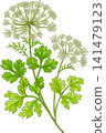 Anise Ordinary Plant with Flowers and Leaves Colored Detailed Illustration 141479123