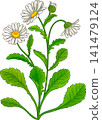 Daisy Plant Colored Detailed Illustration 141479124