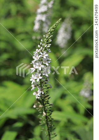 Numatrano no White Flower Numatrano no White Flower 141479499
