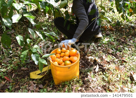 Mandarin orange cultivation Mandarin orange cultivation 141479501