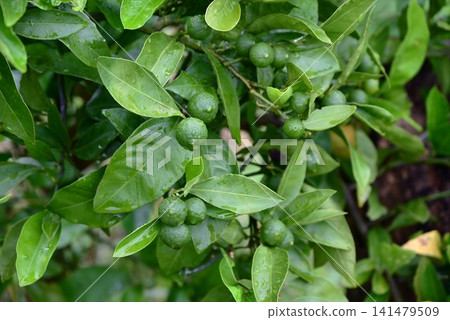 Mandarin orange cultivation 141479509