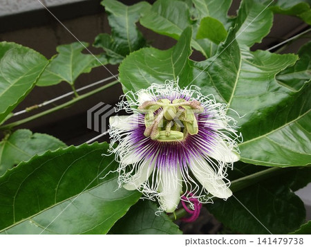Passion fruit flowers resemble clocks. Passion fruit flowers resemble clocks. 141479738