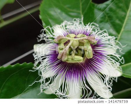 Purple passion fruit flower Purple passion fruit flower 141479739