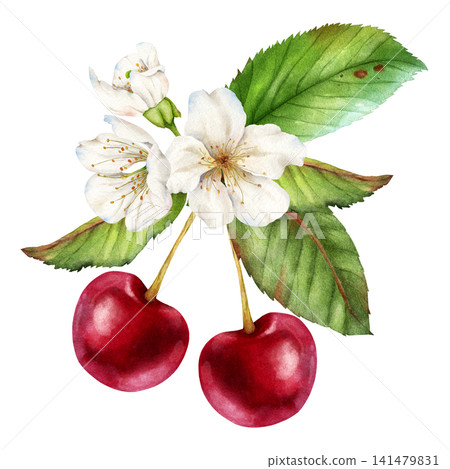 Watercolor Cherry Blossom Branch with Ripe Cherries Botanical Clipart Watercolor Cherry Blossom Branch with Ripe Cherries Botanical Clipart 141479831